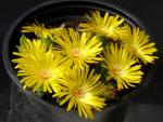 Delosperma congestum 'Golden Nugget'